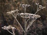 Frosty Dead Wildflower_00976